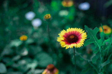 Beautiful springing yellow flowers in a flower bed.