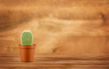 cactus plant in brown pot on wooden background