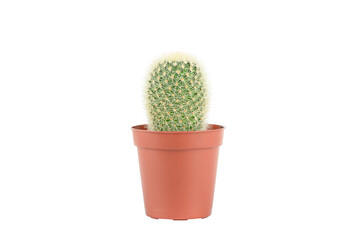 plant cactus in brown pot isolated