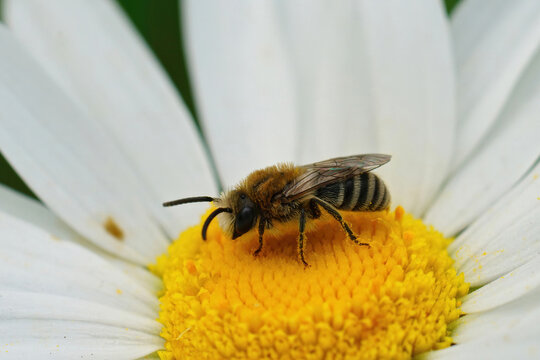 Closeup On A Davies' Cellophan Bee, Colletes Daviesanus , Sitting On A White Flower