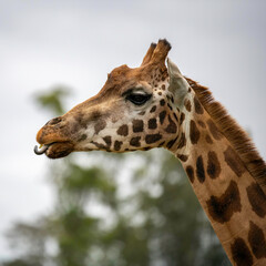 Rothschild giraffe