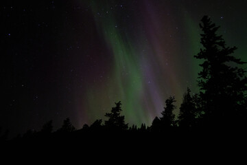 Fototapeta na wymiar Auroras over trees, Alberta, Canada
