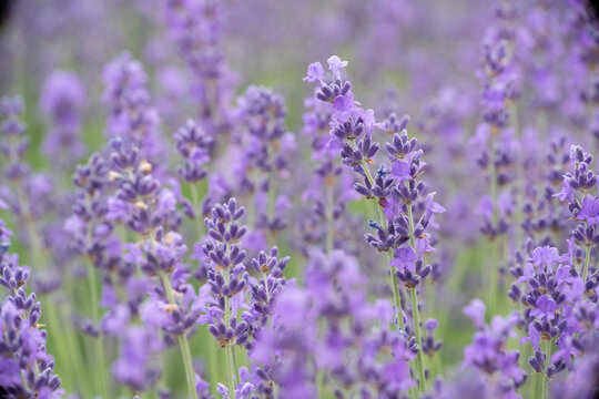 Lavender flower field, Blooming purple fragrant lavender flowers. Growing lavender swaying in the wind, harvesting, perfume ingredient, aromatherapy © svetograph