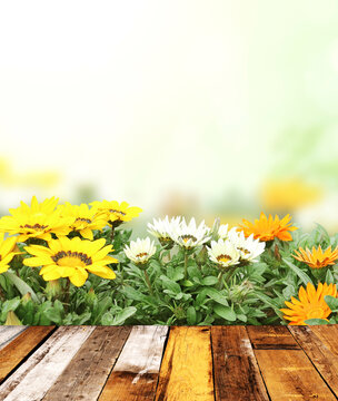 Fototapeta Adonis vernalis (Pheasant's eye) flowers and old wooden planks on green sunny background