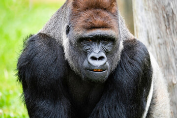 Male Silverback Western Low Land Gorilla