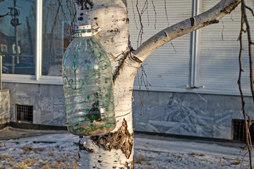Bird feeder made from a plastic bottle on a birch branch on a sunny winter day
