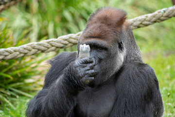 Male Silverback Western Low Land Gorilla eating pellets from a bottle