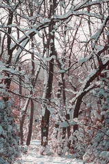 Foto op Aluminium Winter forest © Galyna Andrushko
