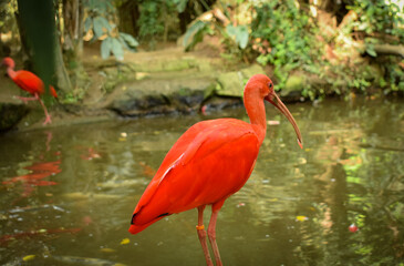 red bird with long beak and long legs with lake in the background