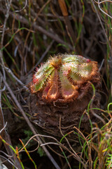 South African Wildflower: An old plant with a stem of Drosera xerophila, a carnivorous plant, in natural habitat near Napier in South Africa