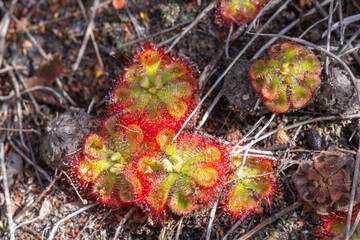 Some Drosera xerophila seen in natural habitat close to Napier in the Western Cape of South Africa