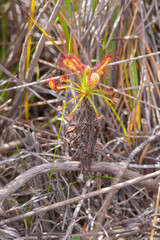Singe plant of Drosera glabripes, a carnivorous plant, in natural habitat near Napier in the Western Cape of South Africa