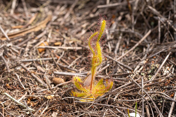 Drosera zeyheri, a carnivorous plant, in natural habitat near Napier in the Western Cape of South Africa