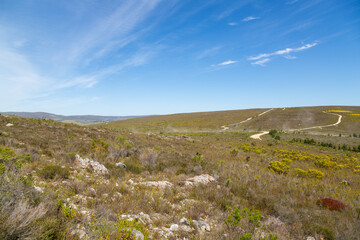 Fototapeta na wymiar Panorama of the Fynbos landscape near Stanford in the Western Cape of South Africa