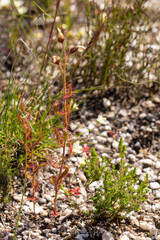 Drosera cistiflora, a carnivorous plant, seen in natural habitat close to Stanford in the Western Cape of South Africa