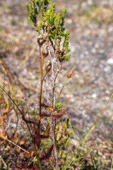 Close up of some seed pods of the carnivorous plant Drosera cistiflora taken in natural habitat near Stanford in the Western Cape of South Africa
