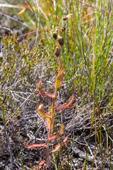 Portrait of a single plant of Drosera cistiflora with seed pods seen near Stanford in the Western Cape of South Africa