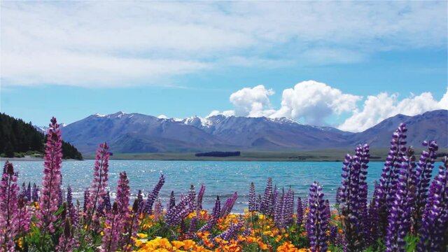 View Over Beautiful Lake Tekapo New Zealand With Lupin Flowers and the Mountains in the Background - Steady Shot