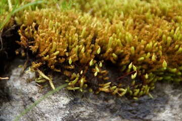 Background green moss on stone, plant macro photography