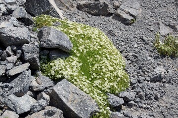 Natural rock background with alpine flowers of the Elbrus region