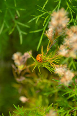 An orange ladybug on the lush vegetation