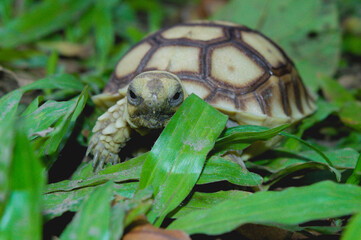 Naklejka premium The head size of this tortoise is smaller than the grass