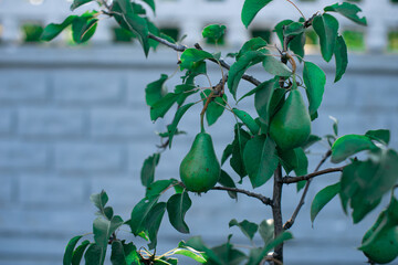 Green pears are hanging on a branch. Unripe fruits.