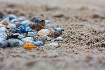 Colorful seashells on the sandy beach