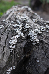 Old tree trunk covered with fungus close-up.