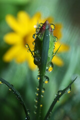 이슬에 투영된 꽃송이. 다가서면 보이는 경이로운 세상.