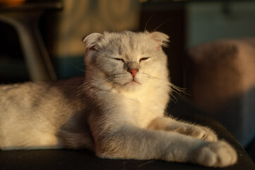 MON CHAT