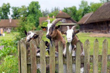 Three goats behind the fence