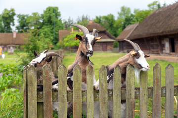Three goats behind the fence
