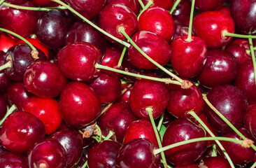 Close-up of a bunch of ripe cherries with stems Background of ripe cherries