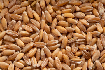 Detailed and large close up shot of spelt.