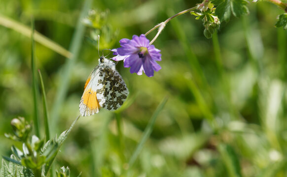 (Anthocharis cardamines) L'Aurore ou la pi&eacute;ride du cresson, papillon d'allure gracile aux apex des ailes ant&eacute;rieures orange bord&eacute;es d'une petite bande noire aux revers verd&acirc;tre