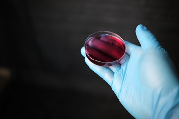 Scientist Wearing Respirator Mask, Coverall and Safety Glasses Looks at Petri Dishes with Bacteria,...