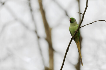 Feral population of the introduced species Psittacus krameria in France