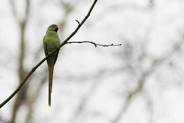 Feral population of the introduced species Psittacus krameria in France