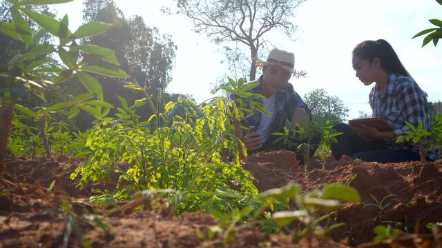 Farmer owner and Agronomist using soil acidity meter for improve soil quality and plant at the farm land.