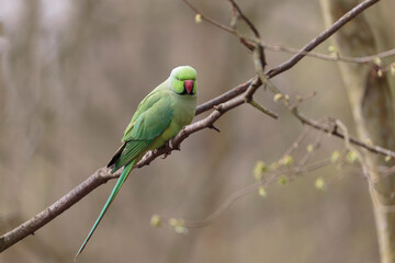 Feral population of the introduced species Psittacus krameria in France