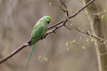 Feral population of the introduced species Psittacus krameria in France
