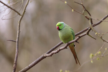 Feral population of the introduced species Psittacus krameria in France