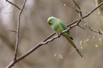 Feral population of the introduced species Psittacus krameria in France
