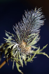 Naklejka na ściany i meble Wild dried flower close up eryngium alpinum family apiaceae background modern high quality prints
