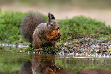 Naklejka na ściany i meble Eurasian red squirrel (Sciurus vulgaris) eating a walnut in a pool of water in the forest of Noord Brabant in the Netherlands. Green background. 