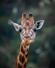 The nature park Cabarceno Navarra Spain