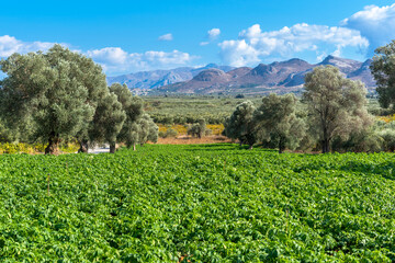Picturesque landscape of the Messara plain with olive groves and agriculture. In the Messara in Crete olive trees, vineyards and horticultural plants are grown