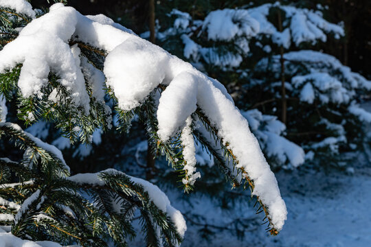 Nordmann 이미지 – 찾아보기 968 스톡 사진, 벡터 및 비디오 | Adobe Stock