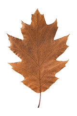 Oak leaf isolated